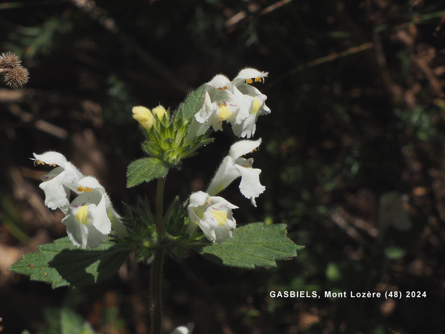 Hemp-Nettle, Yellow